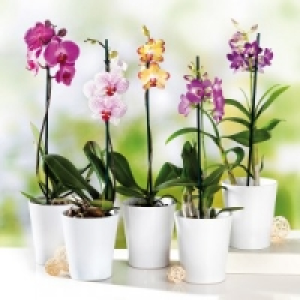 Orchidee 5.99 €