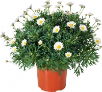 Margeriten Busch 5.99 €