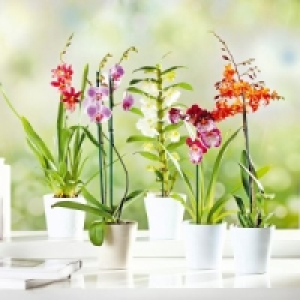 Orchidee 6.99 €