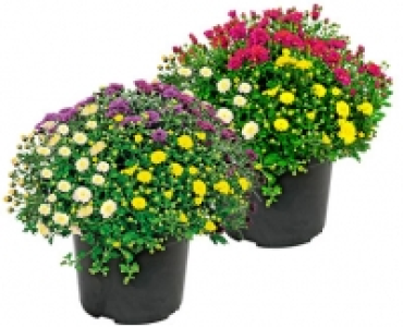 GARDENLINE® Chrysanthemen-Busch 3.99 €