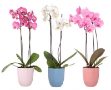 GARDENLINE® Orchidee im Keramiktopf 6.99 €