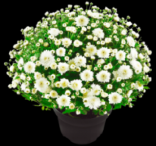 Chrysanthemenbusch 3.33 €