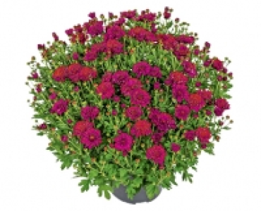 GARDENLINE®Bauernchrysantheme 2.49 €