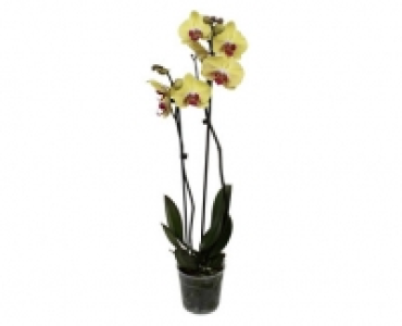 GARDENLINE® Orchidee 5.99 €