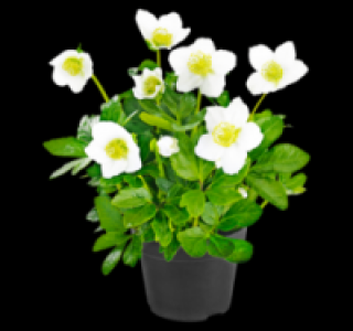 Christrose 3.49 €