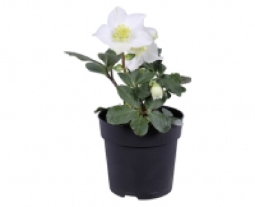 GARDENLINE® Christrose 3.99 €