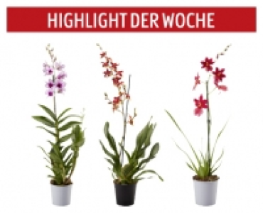 GARDENLINE® Orchidee 5.99 €