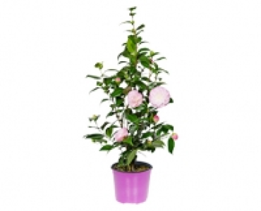 GARDENLINE® Kamelie 9.99 €