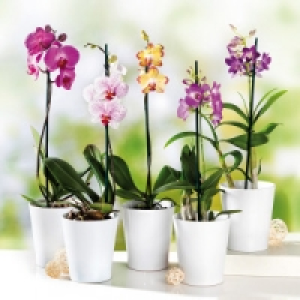 Orchidee 5.99 €