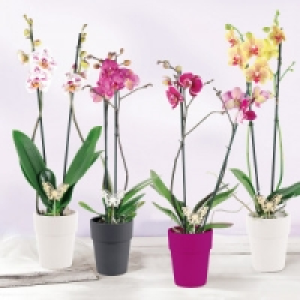 Orchidee 9.99 €