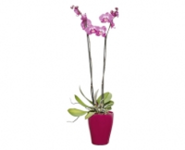 GARDENLINE® Orchidee im Keramiktopf 6.99 €