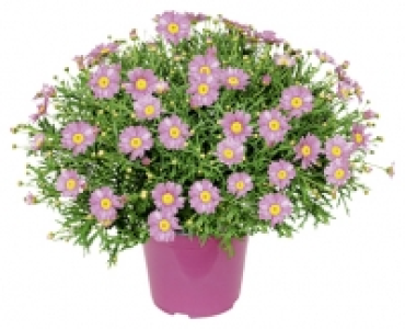 GARDENLINE® Margeritenbusch 4.99 €