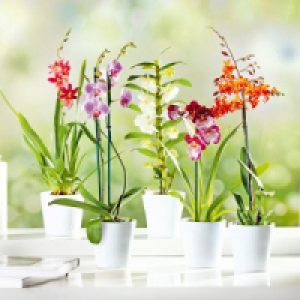 Orchidee 6.85 €