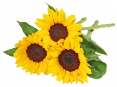 Sonnenblumen 1.95 €