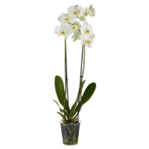 GARDENLINE® Orchidee 5.99 €