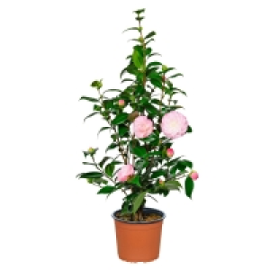 GARDENLINE® Kamelie 9.99 €