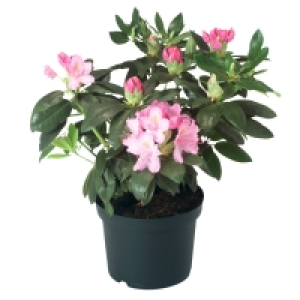 GARDENLINE® Rhododendron 4.99 €