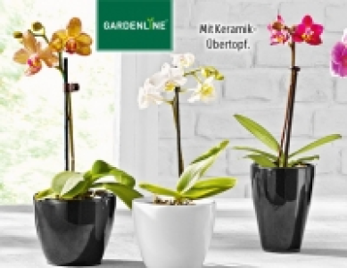 Gardenline Mini-Orchidee