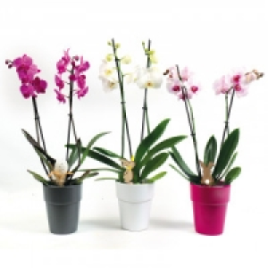 Orchidee 9.99 €