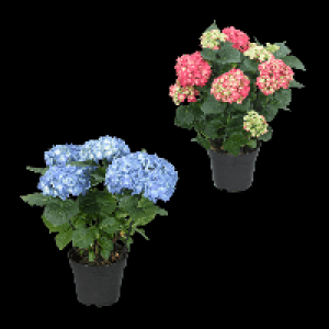 GARDENLINE Hortensie 4.99 €