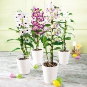 Dendrobium nobile 6.99 €