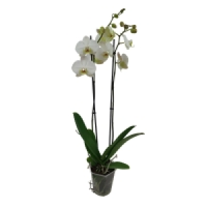 GARDENLINE® Orchidee