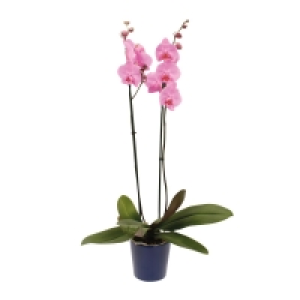 GARDENLINE® Orchidee im Keramiktopf 7.99 €