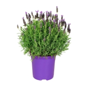 GARDENLINE® Italienischer Schopflavendel 4.99 €