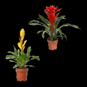 GARDENLINE Guzmania / Vriesea 4.99 €