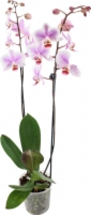 Orchidee 7.99 €