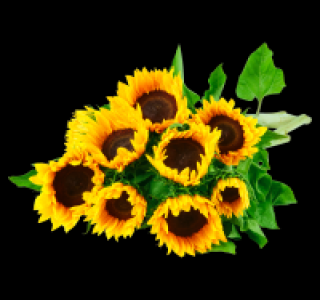 Sonnenblumen 1.99 €