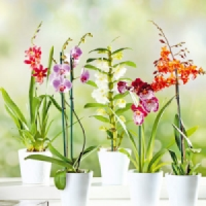 Orchidee 6.99 €