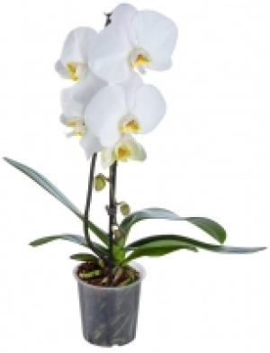 Orchidee 5.99 €