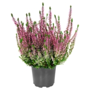 GARDENLINE ® Calluna 0.79 €