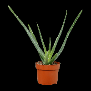 GARDENLINE Aloe vera 2.29 €