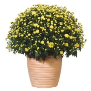 GARDENLINE® Bauernchrysantheme 2.49 €