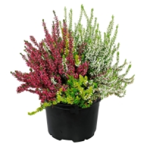 GARDENLINE® Calluna 0.99 €