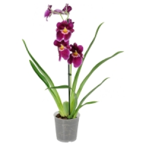 GARDENLINE® Orchidee 5.99 €