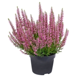 GARDENLINE® Calluna 1.29 €