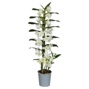 GARDENLINE® Orchidee 4.99 €