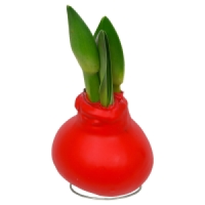 GARDENLINE® Amaryllis in Wachs 4.99 €