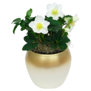 GARDENLINE® Christrose Helleborus 3.49 €