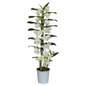 GARDENLINE® Orchidee 3.99 €