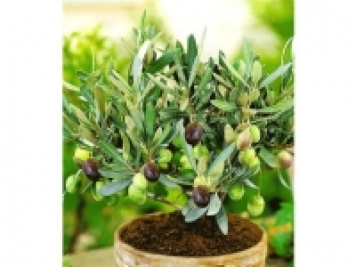 Olive,1 Pflanze Olea europaea Olivenbaum