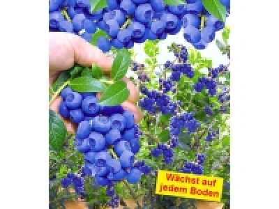 Trauben-Heidelbeere »Reka® Blue«, bis zu 8 kg Beeren pro Strauch, lang 9.99 €