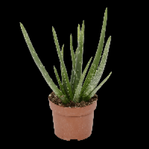 GARDENLINE Aloe vera 2.49 €