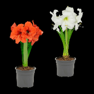 GARDENLINE Amaryllis 2.99 €