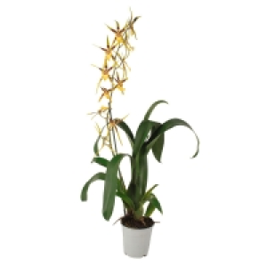 GARDENLINE® Orchidee 5.99 €