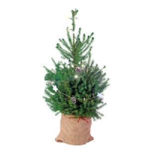 GARDENLINE Dekorierter Weihnachtsbaum 14.99 €